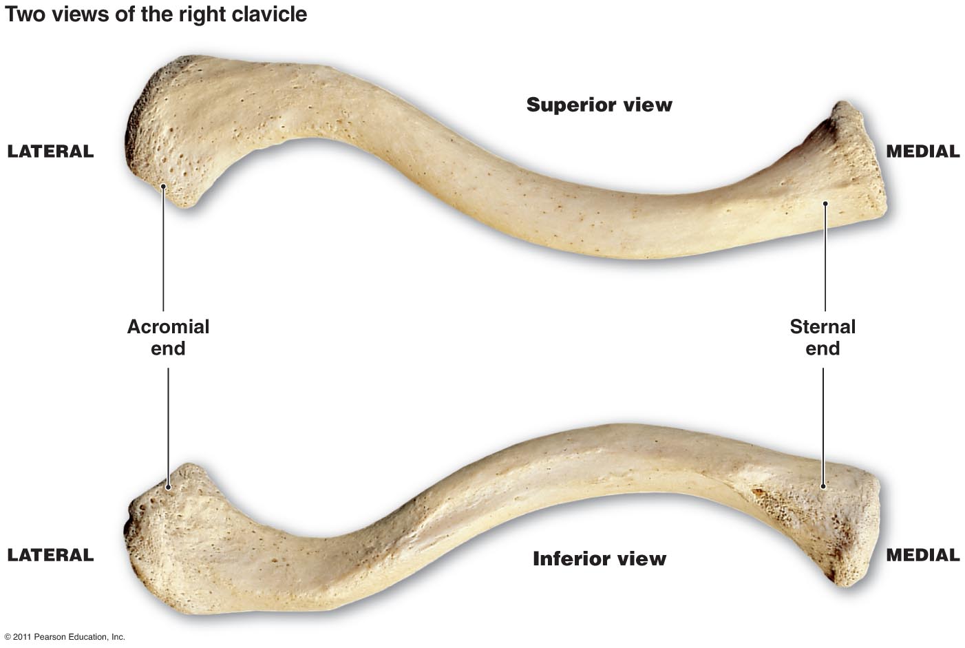 Scapula Clavicle